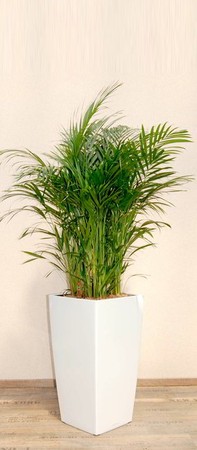 Gefäß, Cubico - Pflanze, Areca lutescens