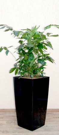 Gefäß, Cubico - Pflanze, Caryota mitis