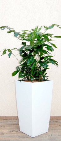 Gefäß, Cubico - Pflanze, Caryota mitis