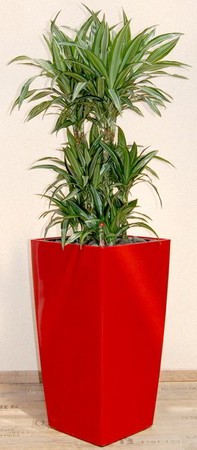 Gefäß, Cubico - Pflanze, Dracaena deremensis - Caroussel