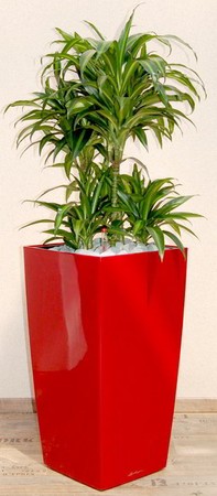 Gefäß, Cubico - Pflanze, Dracaena - Hawaian Sunshine - Caroussel