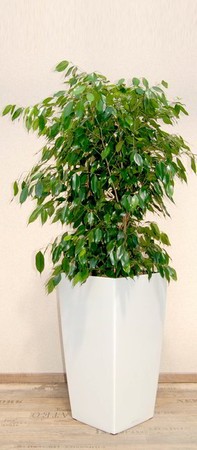 Gefäß, Cubico - Pflanze, Ficus benjamina