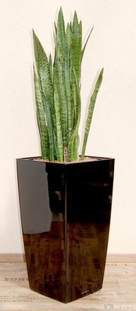 Gefäß, Cubico - Pflanze, Sansevieria zeylanica