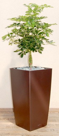 Gefäß, Cubico - Pflanze, Schefflera arboricola - Gold Capella