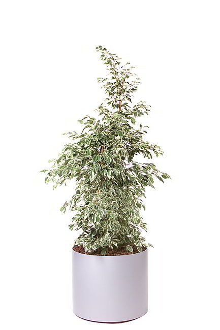 Gefäß, Elegance - Pflanze, Ficus benjamina Starlight