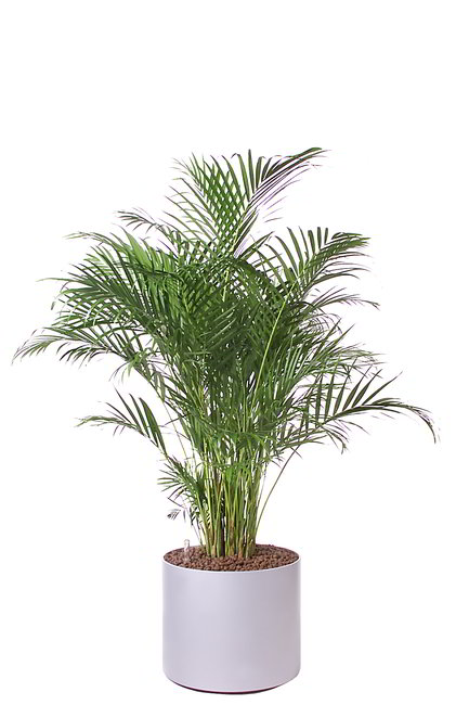 Gefäß, Elegance - Pflanze, Dipsis lutescens / Areka Palme
