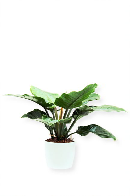 Gefäß, Venus - Pflanze, Philodendron - Imperial Green