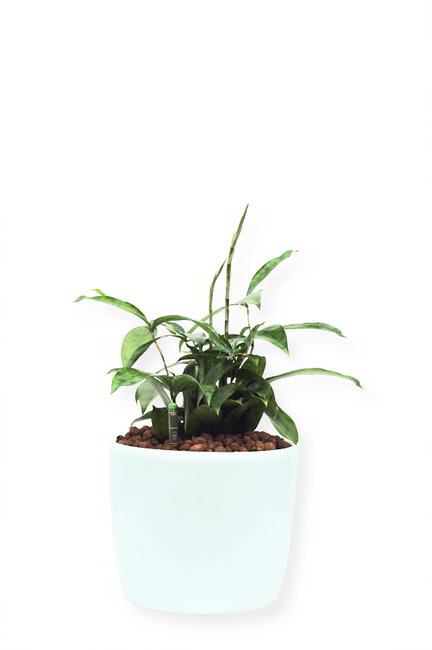Gefäß, Venus - Pflanze, Dracaena reflexa