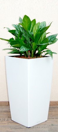 Gefäß, Cubico - Pflanze, Aglaonema - Stripes