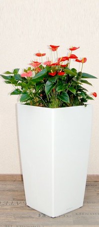 Gefäß, Cubico - Pflanze, Anthurium scherzerianum, orange
