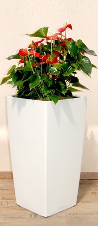 Gefäß, Cubico - Pflanze, Anthurium scherzerianum, rot