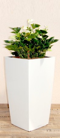 Gefäß, Cubico - Pflanze, Anthurium scherzerianum, weiß