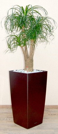 Gefäß, Cubico - Pflanze, Beaucarnea recurvata, verzweigt