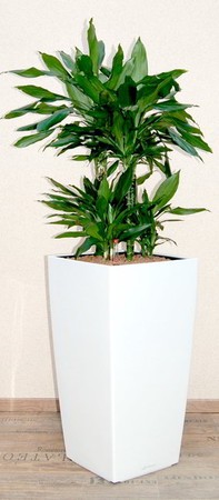 Gefäß, Cubico - Pflanze, Dracaena -Janet Lind - Caroussel