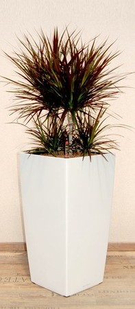 Gefäß, Cubico - Pflanze, Dracaena magenta - Caroussel