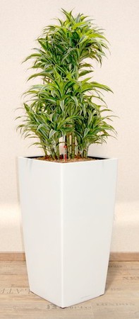 Gefäß, Cubico - Pflanze, Dracaena - Surprise - Caroussel