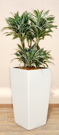 Gefäß, Cubico - Pflanze, Dracaena - White Jewel - Caroussel