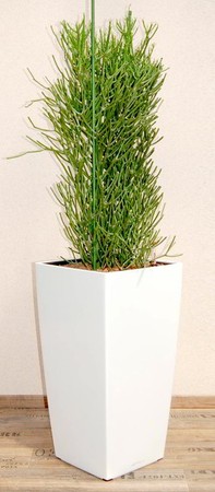 Gefäß, Cubico - Pflanze, Euphorbia tirucallii