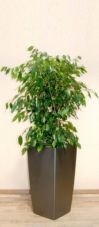 Gefäß, Cubico - Pflanze, Ficus benjamina