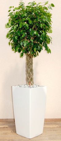 Gefäß, Cubico - Pflanze, Ficus benjamina - Open Window