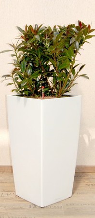 Gefäß, Cubico - Pflanze, Ficus elastica - Melanie