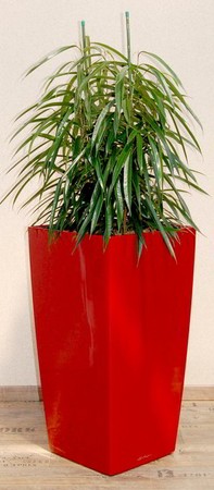 Gefäß, Cubico - Pflanze, Ficus longifolia, Busch