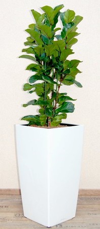 Gefäß, Cubico - Pflanze, Ficus layrata - Bambino
