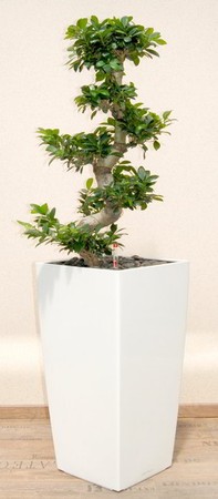 Gefäß, Cubico - Pflanze, Ficus microcarpa, verzweigt