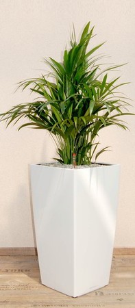 Gefäß, Cubico - Pflanze, Kentia Palme