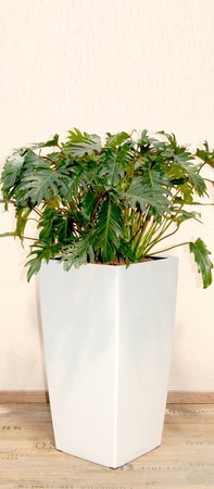 Gefäß, Cubico - Pflanze, Philodendro xanadu