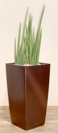 Gefäß, Cubico - Pflanze, Sansevieria cylindrocarpo