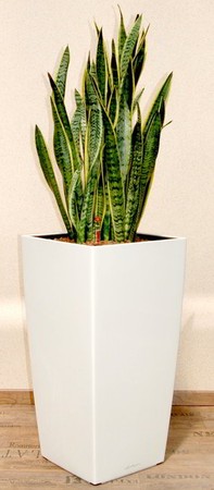 Gefäß, Cubico - Pflanze, Sansevieria laurentii