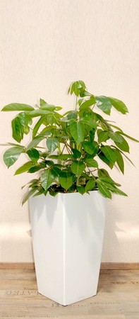 Gefäß, Cubico - Pflanze, Schefflera actinophylla - Amathe