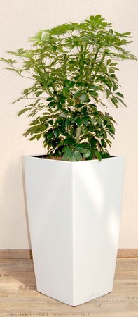 Gefäß, Cubico - Pflanze, Schefflera arboricola, verzweigt