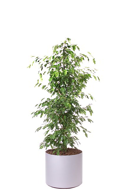 Gefäß, Elegance - Pflanze, Ficus benjamina Monique Gold