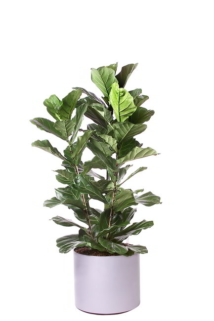 Gefäß, Elegance - Pflanze, Ficus Lyrata