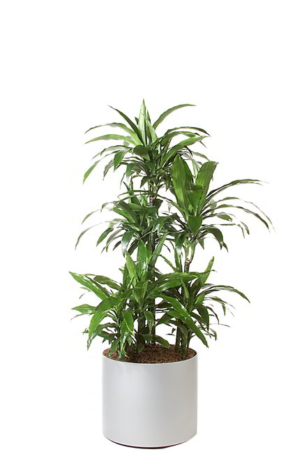Gefäß, Elegance - Pflanze, Dracaena deremensis Janet Graig
