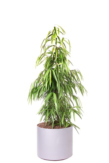 Gefäß, Elegance - Pflanze, Ficus longifolia - Amstel Gold