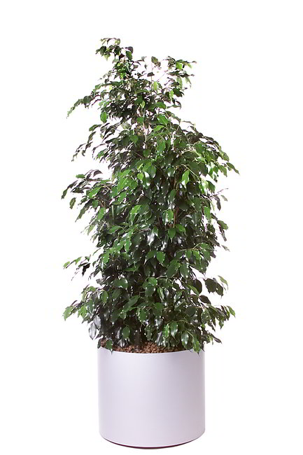 Gefäß, Elegance - Pflanze, Ficus benjamina - Danielle