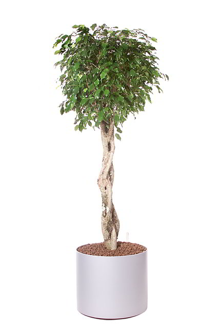 Gefäß, Elegance - Pflanze, Ficus benjamina - Exotica, Hochstamm