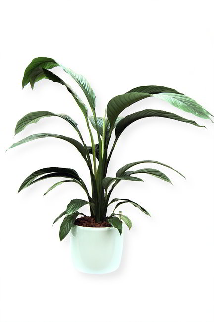 Gefäß, Venus - Pflanze, Spathiphyllum grandiflorum