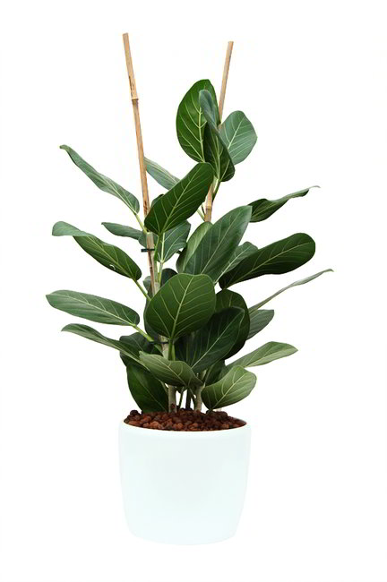 Gefäß, Venus - Pflanze, Ficus benghalensis
