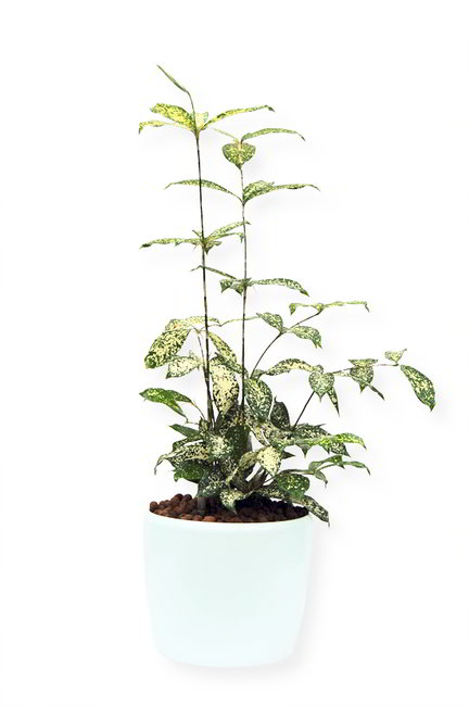 Gefäß, Venus - Pflanze, Dracaena surculosa